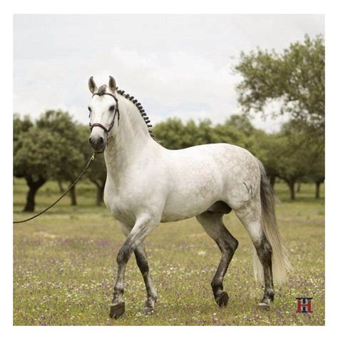 Cavallo di Pura Raza Española nella scuderia della Cartuja Hierro del Bocado