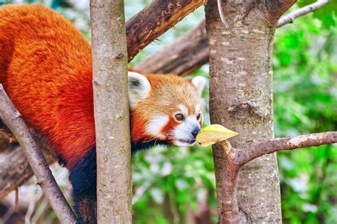 Panda rosso nel suo habitat naturale sugli alberi