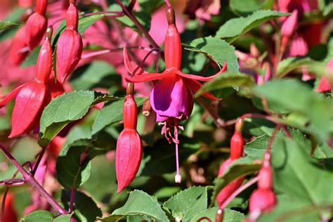 Pianta di fucsia con fiori penduli