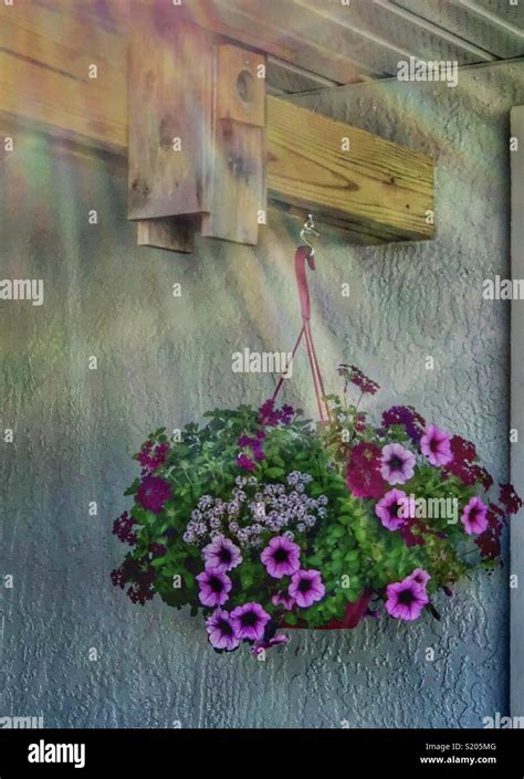 Cesto appeso di fucsia con fiori penduli