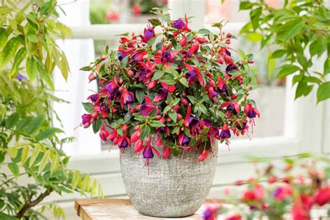 Vaso di fucsia in piena fioritura