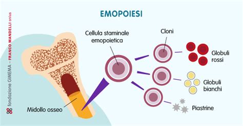 Diagramma delle cellule staminali emopoietiche che si differenziano in globuli rossi, globuli bianchi e piastrine