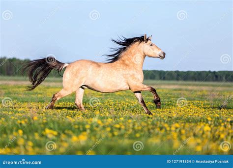 Cavallo che corre in una pista