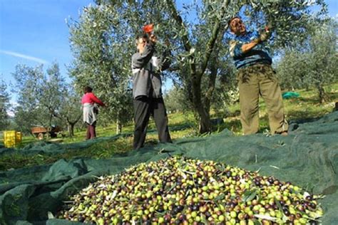 raccolta olive