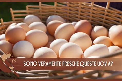 Uova fresche con timbro di provenienza
