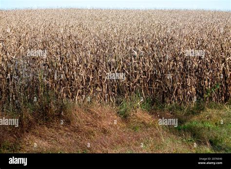 Campi di farro pronti per la raccolta in Abruzzo