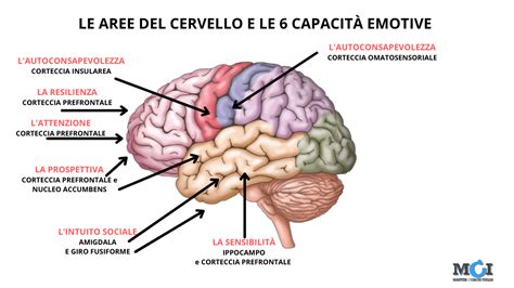 Illustrazione di un cervello con aree del dolore e della paura attivate