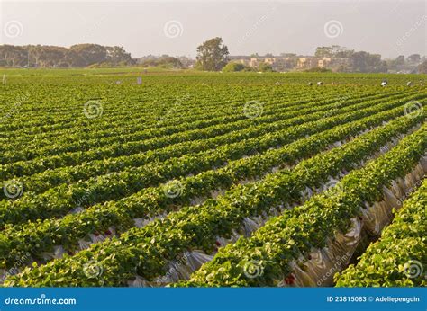 Paesaggio agricolo con campi di fragole a Palos de la Frontera