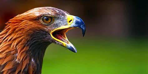 Uccello rapace con artigli affilati