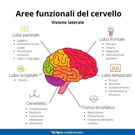 diagramma che illustra le diverse parti del cervello e la loro funzione nei sogni