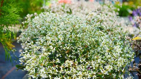 Euphorbia Diamond Frost in piena fioritura
