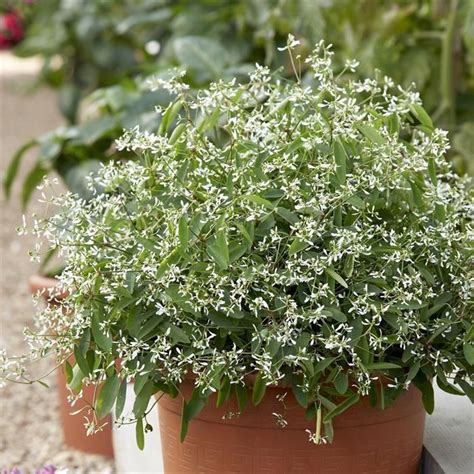 Dettaglio dei fiori bianchi dell'Euphorbia Diamond Frost
