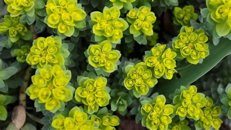 Composizione di piante fiorite con euforbia