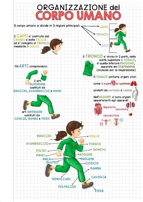 Schema del corpo umano con punti di misurazione per il bike fitting