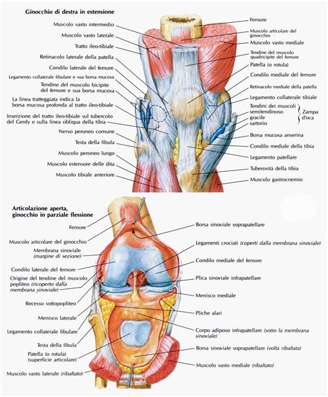 anatomia del ginocchio con menischi