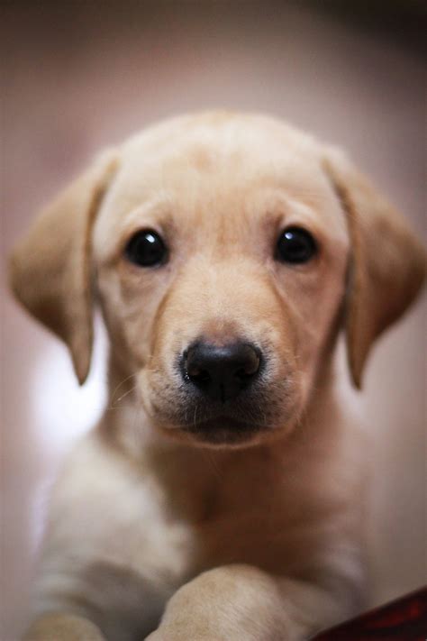 Un cucciolo di labrador giallo