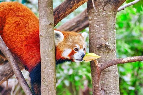 Panda rosso nel suo habitat naturale