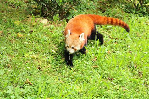 Polly e Deshi, i panda rossi del Parco Le Cornelle