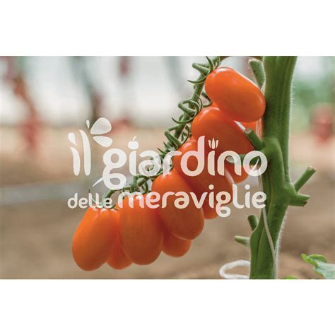 Piante di pomodoro datterino ibrido in serra