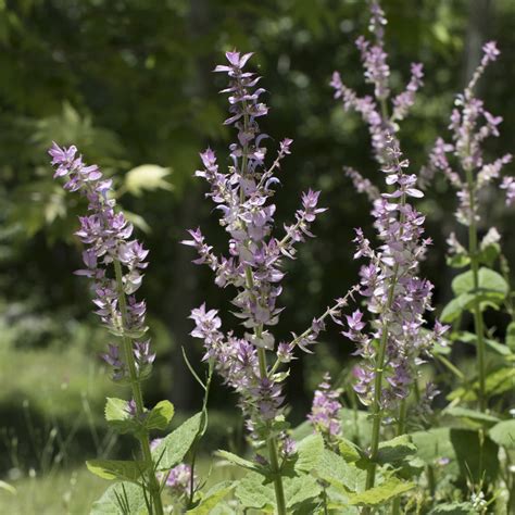 Salvia sclarea pianta