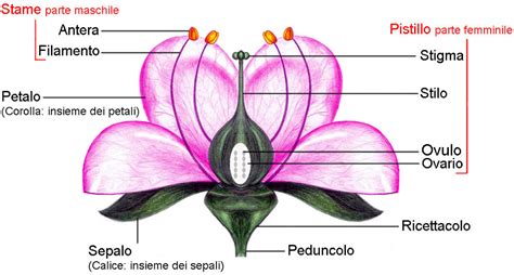 Struttura di un fiore tipico