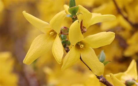 Confronto tra fiori dialipetali e gamopetali