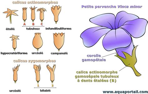 Esempi di forme di corolle gamopetale: tubolare, campanulata, imbutiforme