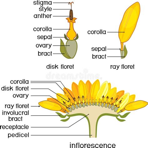 Struttura di un capolino delle Asteraceae