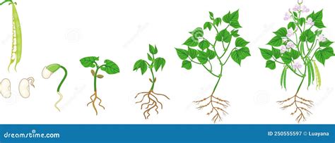 schema di crescita rizomatosa e stolonifera