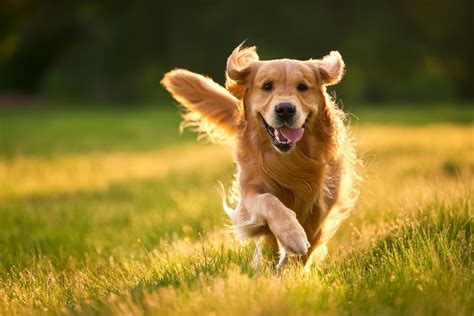 Cane felice in SUV