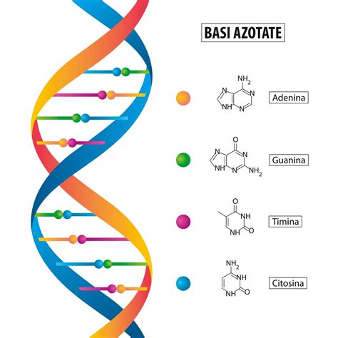 Struttura del DNA e complementarietà delle basi