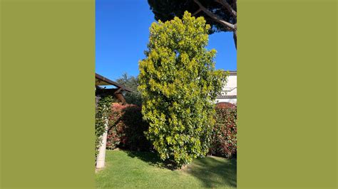 Albero della canfora illuminato da una luce soffusa
