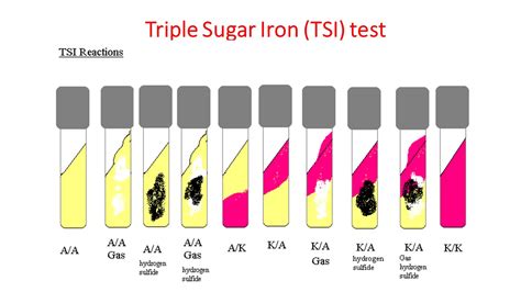 Esempi di risultati del Triple Sugar Iron Test (TSI)