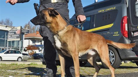 Cane antidroga Pico durante un'esercitazione
