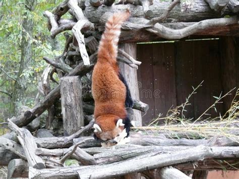 Panda rosso che scende da un albero