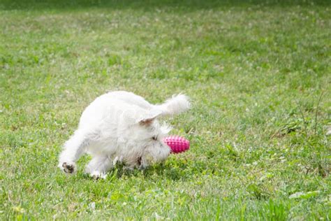 Cane che gioca con un giocattolo sonoro