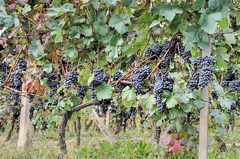 Vigneto con grappoli d'uva