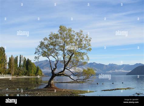 Albero solitario che cresce rigoglioso in un paesaggio