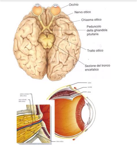 Diagramma schematizzato del nervo ottico e della retina