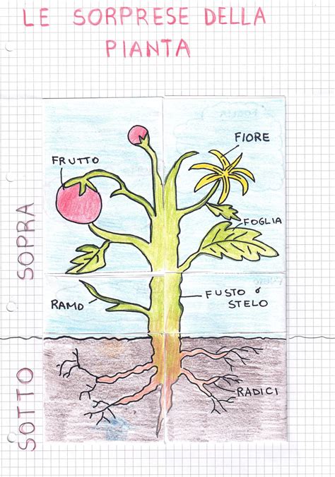 Diagramma di una pianta con le sue parti e le relative funzioni