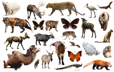 mercato nella Valle della Pace con vari animali, inclusi maiali