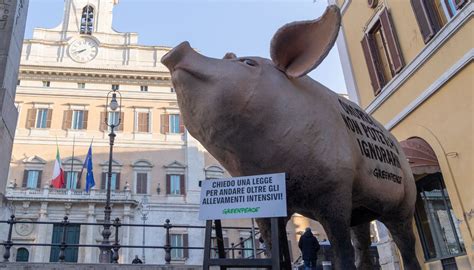 un maiale che lavora in una bottega nella Valle della Pace