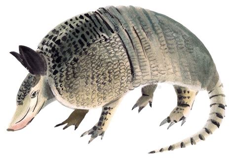 illustrazione di un armadillo opossum, con caratteristiche miste di entrambi gli animali, su sfondo vivace e stilizzato