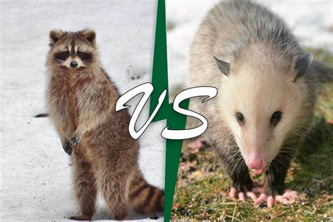 confronto visivo tra un armadillo, un opossum e un 