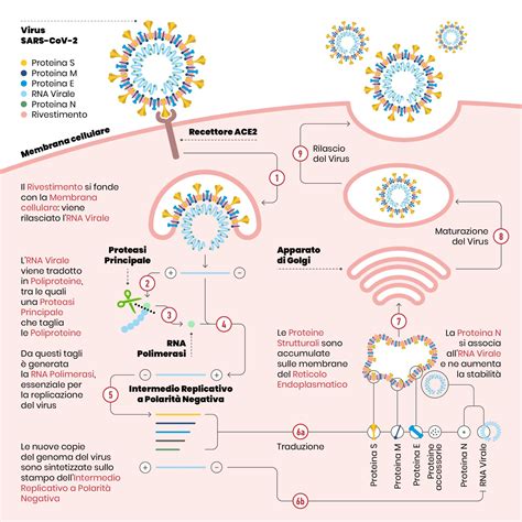 schema delle vie di trasmissione del SARS-CoV-2