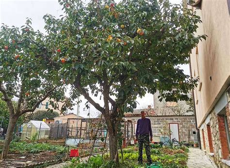 Albero di cachi in fiore