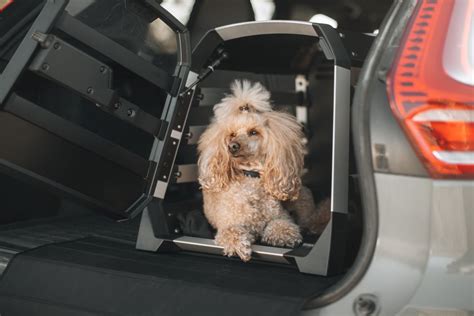 Cane in gabbia nel bagagliaio di un'auto