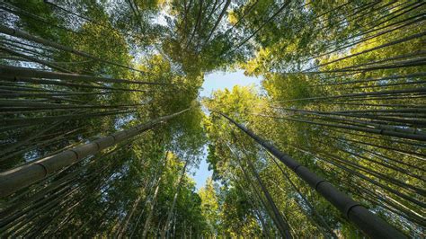 Rappresentazione di ecosistemi sani che assorbono CO2