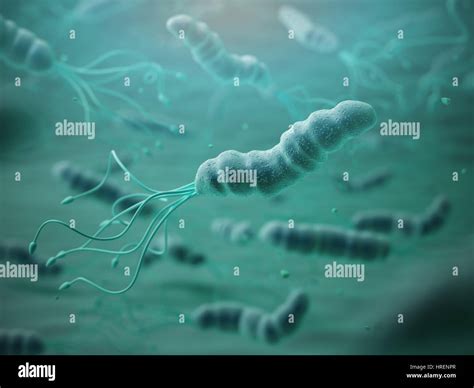 Microscopio con batteri Helicobacter pylori