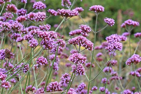 Campo di verbena officinale